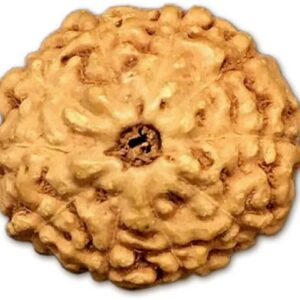 10 Mukhi Indonesia Rudraksha Big 16mm-19mm Lab Certified