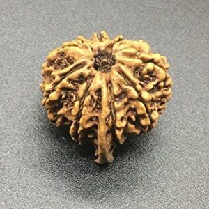 10 Mukhi Ganesh Rudraksha 23.81mm 3.71 GMS Nepal Rudraksha / Natural Ten Face with Ganesh Trunk Rare Bead IGL Certified Exact Bead
