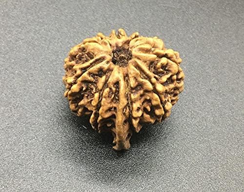 10 Mukhi Ganesh Rudraksha 23.81mm 3.71 GMS Nepal Rudraksha / Natural Ten Face with Ganesh Trunk Rare Bead IGL Certified Exact Bead