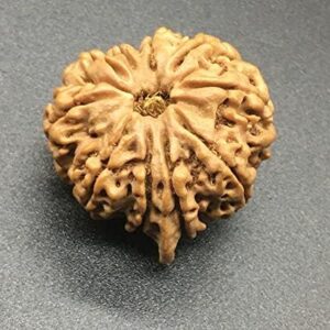 10 Mukhi Ganesh Rudraksha 26.45mm 5.59 GMS Nepal Rudraksha / Natural Ten Face with Ganesh Trunk Rare Bead IGL Certified Exact Bead