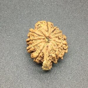 10 Mukhi Ganesh Rudraksha 25.11mm 3.73 Gms Nepal Rudraksha/Natural Ten Face With Ganesh Trunk Rare Bead IGL Certified Exact Bead