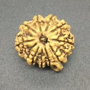10 Mukhi Ganesh Rudraksha 25.33mm 3.65 Gms Nepal Rudraksha/Natural Ten Face With Ganesh Trunk Rare Bead IGL Certified Exact Bead