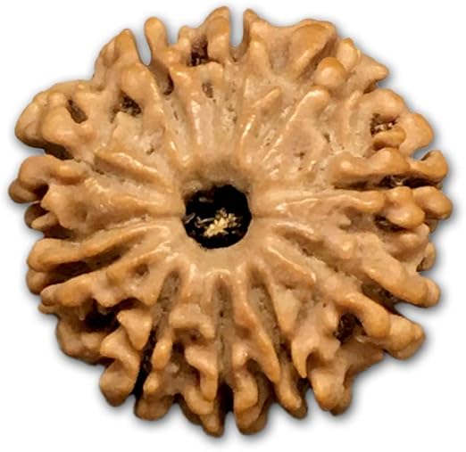 10 Mukhi Nepal Rudraksha Very Small 18mm-20mm Lab Certified