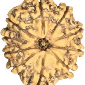 10 Mukhi Nepal Rudraksha Collecter 26mm-28mm Lab Certified