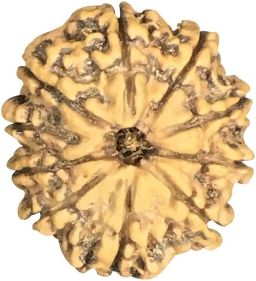 10 Mukhi Nepal Rudraksha Collecter 26mm-28mm Lab Certified