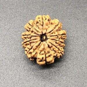 10 Mukhi Nepal Rudraksha 27.14mm 5.09Gms /Ten Face/ Lord Vishnu Collector Bead with Complete 10 Seeds IGL Certified Very Rare Exact Bead