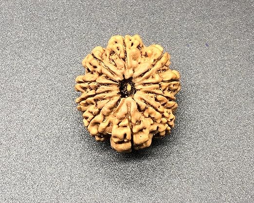10 Mukhi Nepal Rudraksha 27.14mm 5.09Gms /Ten Face/ Lord Vishnu Collector Bead with Complete 10 Seeds IGL Certified Very Rare Exact Bead