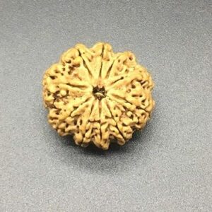 10 Mukhi 26-27mm 5-6 Gms Nepal Rudraksha /Ten Face/ Lord Vishnu Collector Bead IGL Certified Very Rare Exact Bead