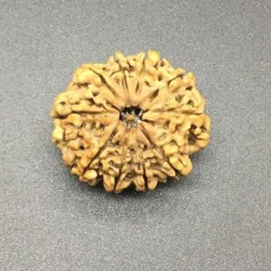 10 Mukhi 28-29mm 4-5Gms Nepal Rudraksha /Ten Face/ Lord Vishnu Collector Bead IGL Certified Very Rare  Bead