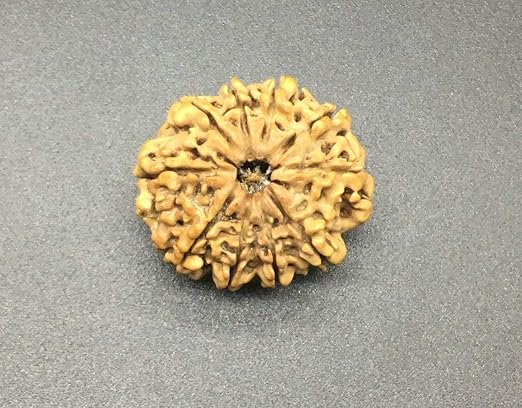 10 Mukhi 28-29mm 4-5Gms Nepal Rudraksha /Ten Face/ Lord Vishnu Collector Bead IGL Certified Very Rare Bead
