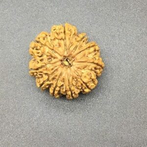 10 Mukhi 30-31mm 6-7 Gms Nepal Rudraksha /Ten Face/ Lord Vishnu Collector Bead with Complete 10 Seeds IGL Certified Very Rare Exact Bead