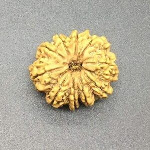 10 Mukhi 32-33mm 7-8Gms Nepal Rudraksha /Ten Face/ Lord Vishnu Collector Bead IGL Certified Very Rare Exact Bead
