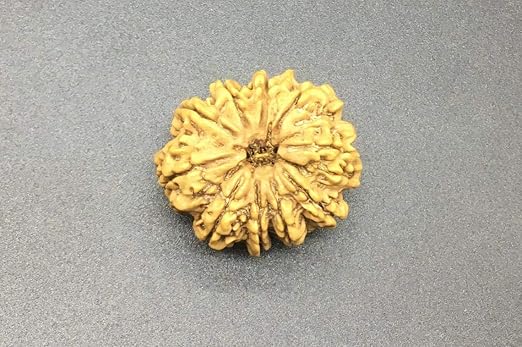 10 Mukhi 32-33mm 7-8Gms Nepal Rudraksha /Ten Face/ Lord Vishnu Collector Bead IGL Certified Very Rare Exact Bead
