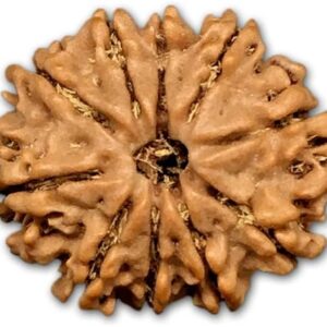 10 Mukhi Nepal Rudraksha Big 24mm-26mm Lab Certified