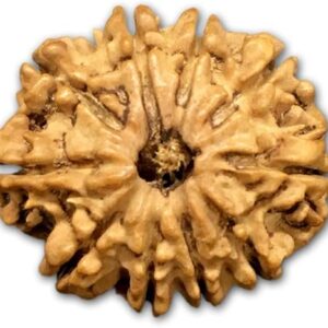 10 Mukhi Nepal Rudraksha Medium 22mm-24mm Lab Certified