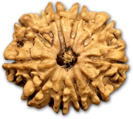 10 Mukhi Nepal Rudraksha Medium 22mm-24mm Lab Certified
