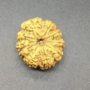 10 Mukhi Nepal Rudraksha 28.76mm 5.40Gms/Ten Face/Lord Vishnu Collector Bead with Complete 10 Seeds IGL Certified Very Rare Exact Bead