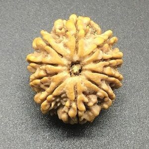 10 Mukhi Nepal Rudraksha 26.76mm 5.89Gms /Ten Face/Lord Vishnu Collector Bead IGL Certified Very Rare Exact Bead