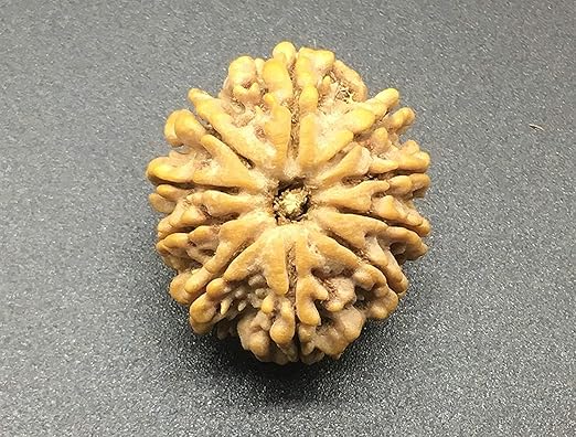 10 Mukhi Nepal Rudraksha 26.76mm 5.89Gms /Ten Face/Lord Vishnu Collector Bead IGL Certified Very Rare Exact Bead