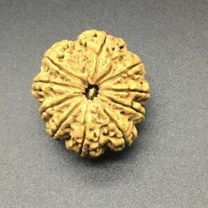 10 Mukhi Nepal Rudraksha 29.15mm 6.22Gms/Ten Face/Lord Vishnu Collector Bead IGL Certified Very Rare Exact Bead