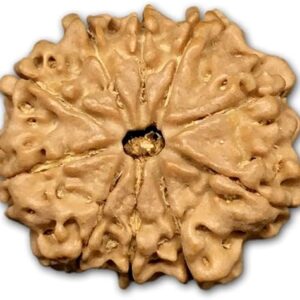 10 Mukhi Nepal Rudraksha Small 20mm-22mm Lab Certified