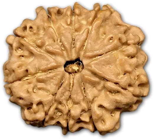 10 Mukhi Nepal Rudraksha Small 20mm-22mm Lab Certified