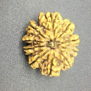 10 Mukhi Nepal Rudraksha 29.74mm 5.93Gms /Ten Face/Lord Vishnu Collector Bead IGL Certified Very Rare Exact Bead
