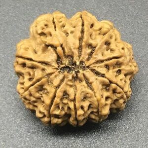 10 Mukhi Nepal Rudraksha 28.30mm 6.08Gms /Ten Face/Lord Vishnu Collector Bead IGL Certified Very Rare Exact Bead