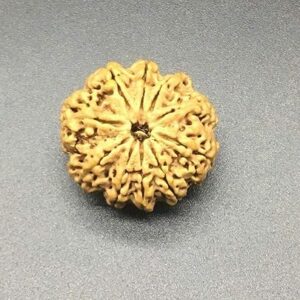 10 Mukhi Nepal Rudraksha 28.81mm 5.57Gms/Ten Face/Lord Vishnu Collector Bead IGL Certified Very Rare Exact Bead