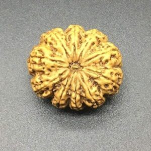 10 Mukhi Nepal Rudraksha 29.18mm 5.91Gms/Ten Face/Lord Vishnu Collector Bead IGL Certified Very Rare Exact Bead