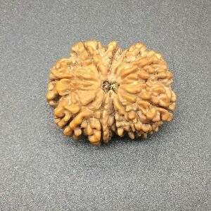 10 Mukhi Nepal Rudraksha 30-31mm 6-7Gms /Ten Face/Lord Vishnu Collector Bead with 10 Seeds IGL Certified Very Rare Exact Bead