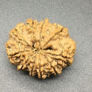 10 Mukhi Nepal Rudraksha 30.77mm 6.71Gms/Ten Face/Lord Vishnu Collector Bead with Complete 10 Seeds IGL Certified Very Rare Exact Bead