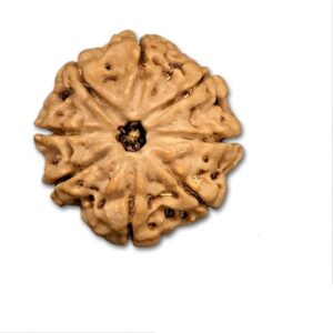 8 Mukhi Nepal Rudraksha Medium 22mm-24mm Lab Certified