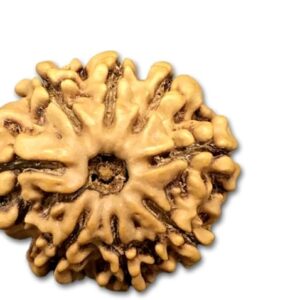 8 Mukhi Nepal Rudraksha Small 20mm-22mm Lab Certified