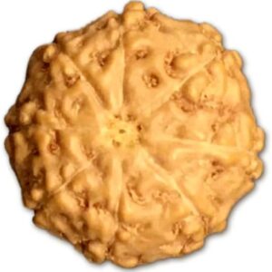 8 Mukhi Indonesian Rudraksha Small 10mm-12mm Lab Certified.