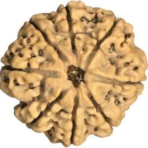 8 Mukhi Nepal Rudraksha Collector 26mm-28mm Lab Certified
