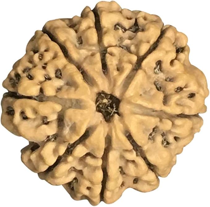 8 Mukhi Nepal Rudraksha Collector 26mm-28mm Lab Certified