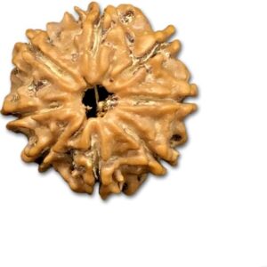 8 Mukhi Nepal Rudraksha Very Small 18mm-20mm Lab Certified