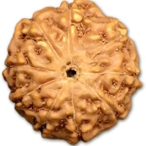 9 Mukhi Indonesian Rudraksha Big 16mm-18mm Lab Certified