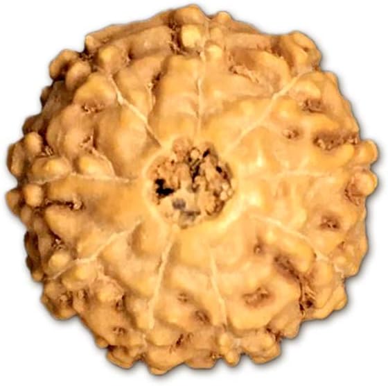 9 Mukhi Indonesian Rudraksha Medium 13mm-15mm Lab Certified