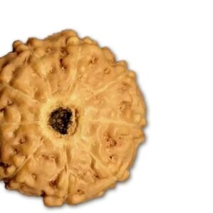 9 Mukhi Indonesian Rudraksha Small 10mm-12mm Lab Certified