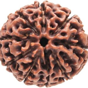 9 Mukhi Rudraksha Papua Indonesian Hybrid Bead 23mm-25mm