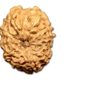 11 Mukhi Indonesia Rudraksha Big 18mm-20mm Lab Certified