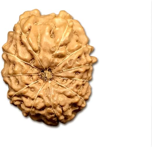 11 Mukhi Indonesia Rudraksha Big 18mm-20mm Lab Certified