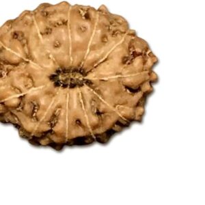 11 Mukhi Indonesia Rudraksha Medium 15mm-17mm Lab Certified