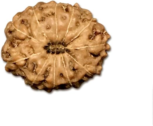 11 Mukhi Indonesia Rudraksha Medium 15mm-17mm Lab Certified