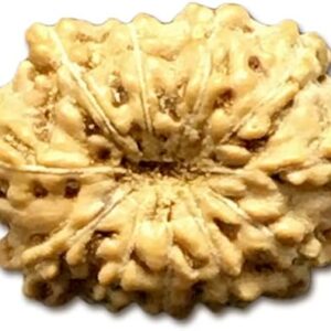 11 Mukhi Indonesia Rudraksha Small 11mm-13mm Lab Certified
