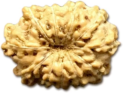 11 Mukhi Indonesia Rudraksha Small 11mm-13mm Lab Certified
