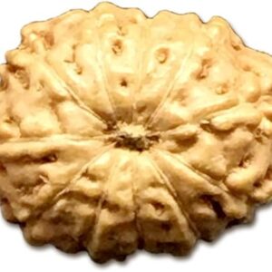 11 Mukhi Indonesia Rudraksha Very Small 8mm-10mm Lab Certified
