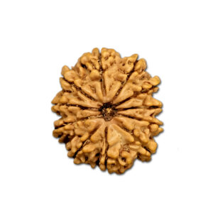11 Mukhi Nepal Rudraksha |27.16mm|4.42gms